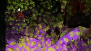 寒河八幡宮　秋祭りでプロジェクションマッピングを開催！